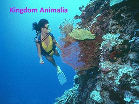 Kingdom Animalia. What’s an Animal? Eukaryotic multicellular heterotrophs without cells walls. This includes a HUGE number of organisms you may not think.