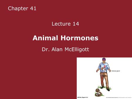 Chapter 41 Lecture 14 Animal Hormones Dr. Alan McElligott.