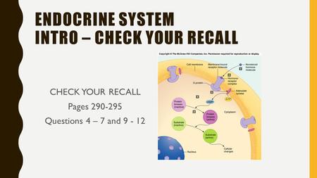 ENDOCRINE SYSTEM INTRO – CHECK YOUR RECALL CHECK YOUR RECALL Pages 290-295 Questions 4 – 7 and 9 - 12.