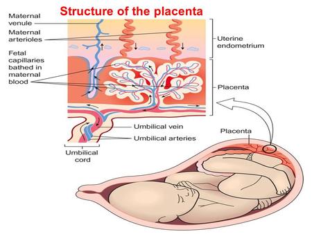 Structure of the placenta