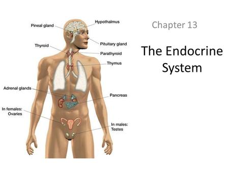 The Endocrine System Chapter 13. What is the Endocrine System? The endocrine system releases chemical hormones into the blood This system is slower in.