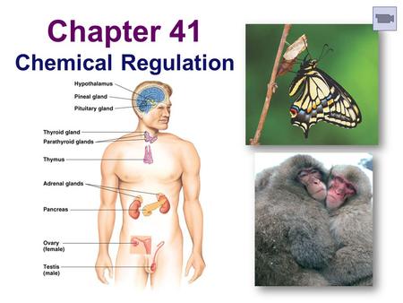 Chapter 41 Chemical Regulation Regulation  Why are hormones needed?  chemical messages from one body part to another  communication needed to coordinate.