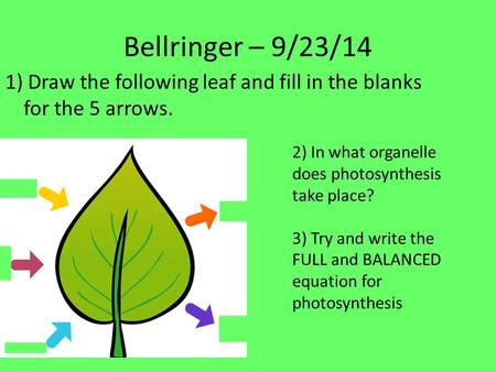 Bellringer – 9/23/14 1) Draw the following leaf and fill in the blanks for the 5 arrows. 2) In what organelle does photosynthesis take place? 3) Try and.