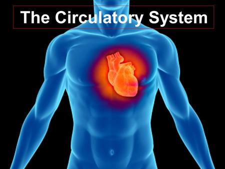 The Circulatory System