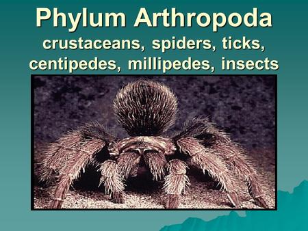 Phylum Arthropoda crustaceans, spiders, ticks, centipedes, millipedes, insects.