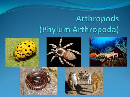 Characteristics Bilateral Symmetry Cephalization Coelomates (true body cavity) segmented bodies covered by a hard exoskeleton jointed appendages There.