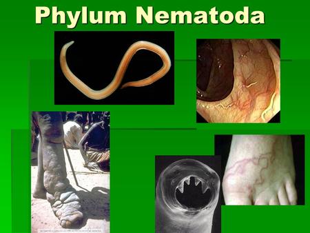 Phylum Nematoda.