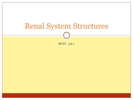 MSU 361 Renal System Structures. Functions of the Renal System Regulates water balance Regulates sodium, chloride, and potassium Produces hormones that.