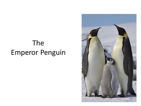 The Emperor Penguin.