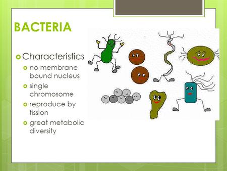 BACTERIA  Characteristics  no membrane bound nucleus  single chromosome  reproduce by fission  great metabolic diversity.