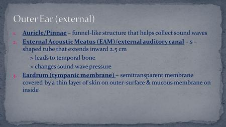 1. Auricle/Pinnae – funnel-like structure that helps collect sound waves 2. External Acoustic Meatus (EAM)/external auditory canal – s – shaped tube that.