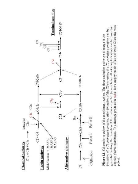 C5b6789 Terminal complex C3 C3b C5 C5b C9 C8 C7 C6 C5a C3a C4a + C2b C3 C3b C3bBb Factor B Factor D C1q + C1r + C1s C3bBb3b activated C1s MBL/Ficolins.