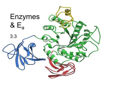 Enzymes & E a 3.3. Activation Energy (E a ) What if… …organisms used heat for E a ? not a practical source because… can disrupt or denature proteins.