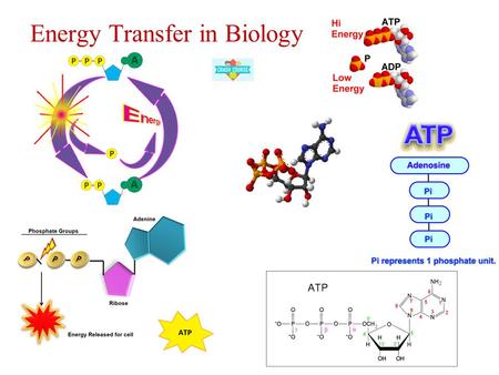 Energy Transfer in Biology. 1. The chemistry of life is organized into metabolic pathway Metabolism: an organisms chemical reactions. Metabolic pathways.