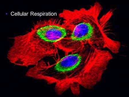 Copyright © 2005 Pearson Education, Inc. publishing as Benjamin Cummings Cellular Respiration.