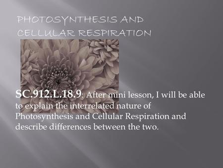 PHOTOSYNTHESIS AND CELLULAR RESPIRATION