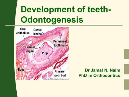 Development of teeth- Odontogenesis