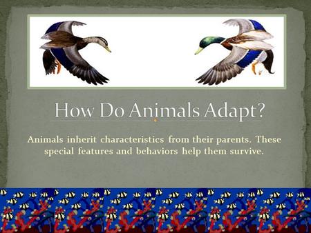 How Do Animals Adapt? Animals inherit characteristics from their parents. These special features and behaviors help them survive.