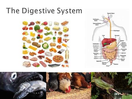 The Digestive System.