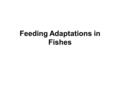 Feeding Adaptations in Fishes. Lips The fishes which take large piece of food at a time do not have modified lips (all carnivorous fishes). Suctorial.