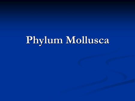 Phylum Mollusca. Bi-lateral Bi-lateral 3 body parts 3 body parts Eucoelomates (coelomates) Eucoelomates (coelomates) Tridacna squamosa Tridacna gigas.