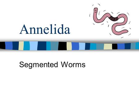 Annelida Segmented Worms. Phylum Annelida Main Characteristics Bilateral symmetry Protostomes Triploblastic Setae Closed Circulatory System Ganglia and.