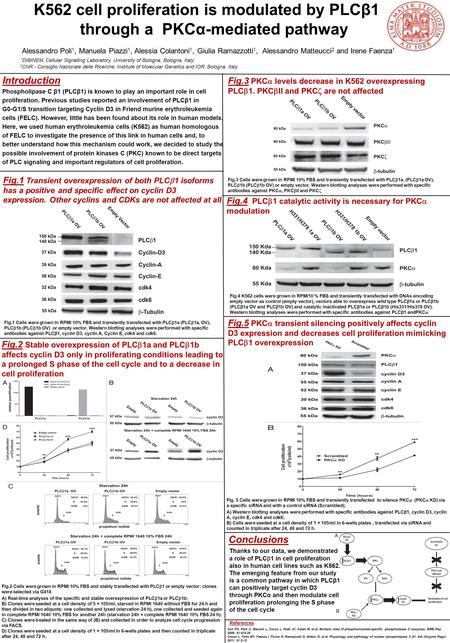 Fig.3 PKC  levels decrease in K562 overexpressing PLC  1. PKC  II and PKC  are not affected K562 cell proliferation is modulated by PLCβ1 through a.