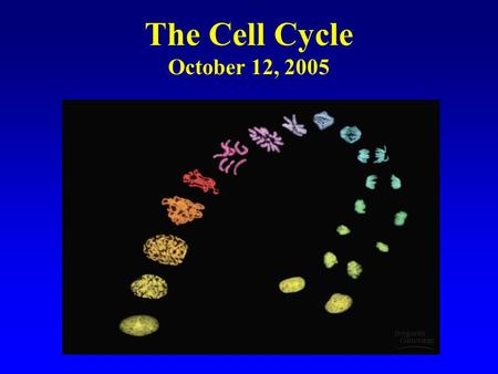 The Cell Cycle October 12, 2005. Cell Division Functions in Reproduction, Growth, and Repair.