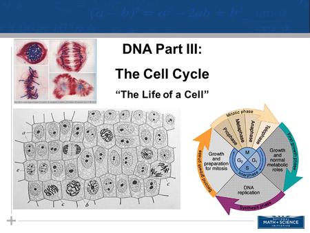 01 Introduction to Cell Respiration STUDENT HANDOUTS