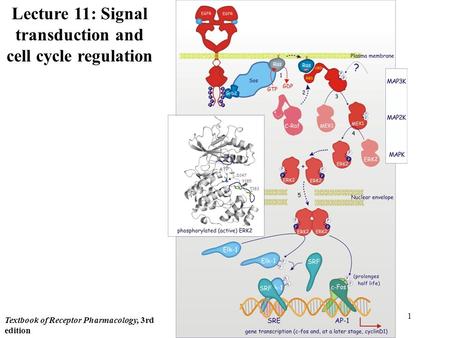 1 Lecture 11: Signal transduction and cell cycle regulation Textbook of Receptor Pharmacology, 3rd edition.