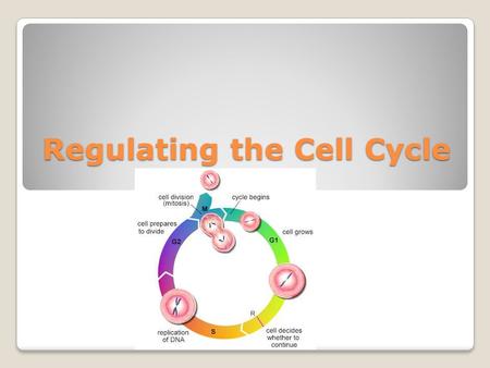 Regulating the Cell Cycle. How do cells know when to divide? - ◦Ex: Most muscle and nerve cells do not divide at all once they develop, and cells of the.