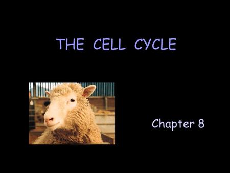 Chapter 8 THE CELL CYCLE. A. The Cell Cycle Events that occur in the life of a cell. Includes 3 major stages: F Interphase F Karyokinesis (mitosis) F.