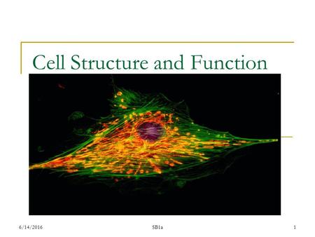 Cell Structure and Function