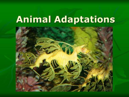 Animal Adaptations.