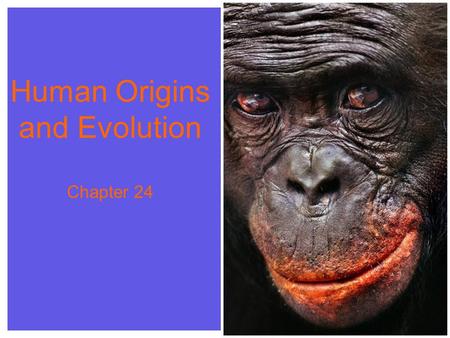 Human Origins and Evolution Chapter 24