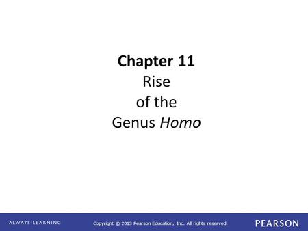 Copyright © 2013 Pearson Education, Inc. All rights reserved. Chapter 11 Rise of the Genus Homo.