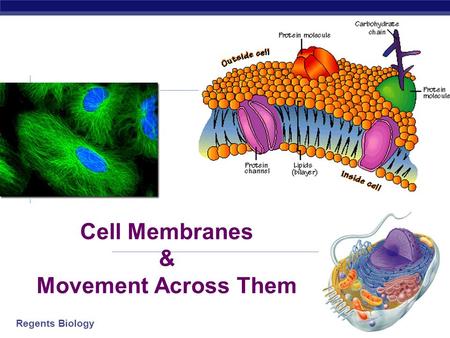 Regents Biology Cell Membranes & Movement Across Them 2006-2007.