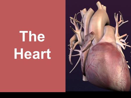 The Heart. June 17, 2016 Heart Anatomy June 17, 2016 ■ hollow muscular organ ■ surrounded by a double-layered protective sac called the pericardium Heart.