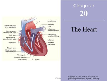 Copyright © 2009 Pearson Education, Inc., publishing as Pearson Benjamin Cummings C h a p t e r 20 The Heart Copyright © 2009 Pearson Education, Inc.,