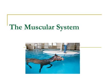 The Muscular System. Function of the muscular system Provides movement in conjunction with the skeletal system Important in life support  Helps heat.