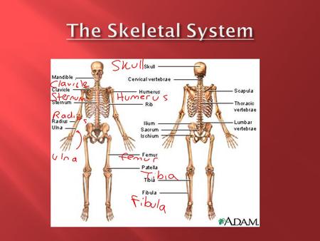 Structures – bones made of living cells, protein fibers and calcium.