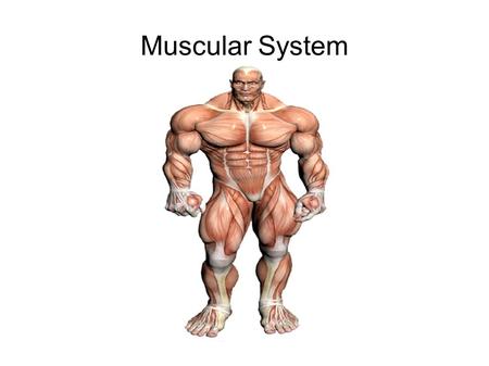 Muscular System. Characteristics of Muscle Tissue excitability  ability to receive and respond to stimuli contractility  ability of a muscle to shorten.