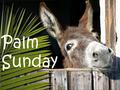 Palm Sunday. Why did Jesus ride into Jerusalem on a donkey?