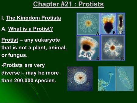 Chapter #21 : Protists I. The Kingdom Protista A. What is a Protist? Protist – any eukaryote that is not a plant, animal, or fungus. -Protists are very.