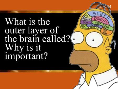 What is the outer layer of the brain called? Why is it important? 10.8.14.