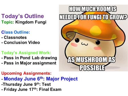 Today’s Outline Topic: Kingdom Fungi Class Outline: - Classnotes - Conclusion Video Today’s Assigned Work: - Pass in Pond Lab drawing - Pass in Major assignment.