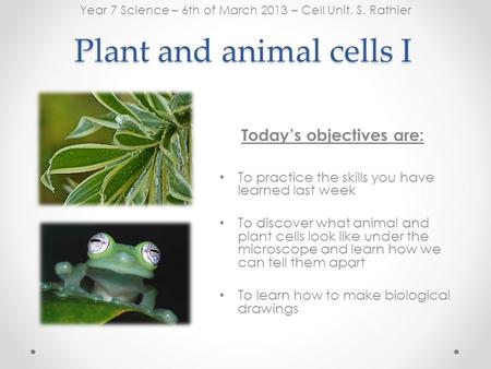 Plant and animal cells I Today’s objectives are: Year 7 Science – 6th of March 2013 – Cell Unit. S. Rathier To practice the skills you have learned last.