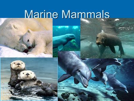 Marine Mammals. Pinnepeds  Pinnepeds are marine mammals that have flippers and blubber, that need to breed on land.  Seals, Walruses, and Sea Lions.