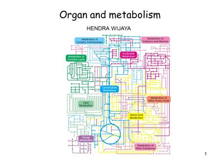 Organ and metabolism HENDRA WIJAYA.