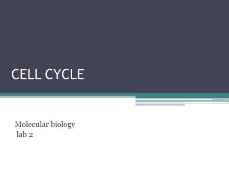 CELL CYCLE Molecular biology lab 2.